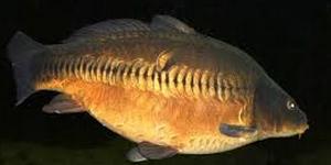 A typical Common Carp with its uniform scales and barbels.