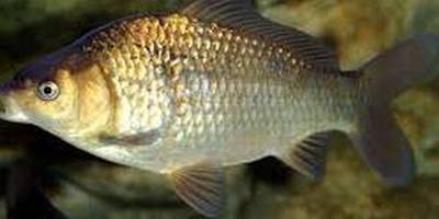A Ghost Carp showing its pale body with darker markings, typical of the variety