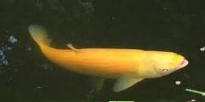 A brightly colored Koi Carp, an ornamental variety.