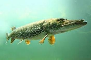 Illustration pêche brochet