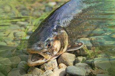 Pêche à la truite en rivière