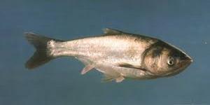 A Silver Carp, highlighting its silvery body, low-set eyes, and upturned mouth